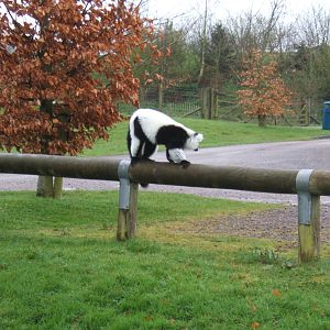 Black and White Ruffed Lemur in car park