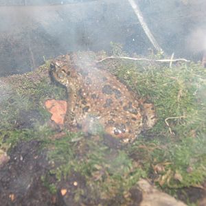 Egyptian Toad