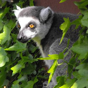 Ring Tailed Lemur, Marwell Wildlife