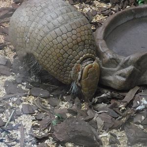 Three banded armadillo