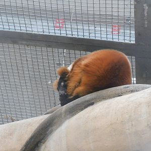 Red ruffed lemur