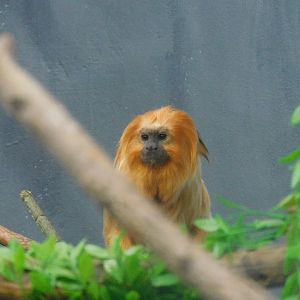 Golden lion tamarin