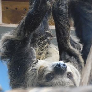 Three toed sloth