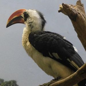Von der Decken's hornbill