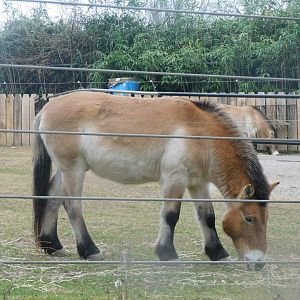 Przewalski's horse