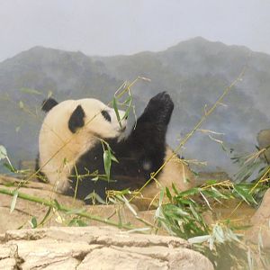 Giant panda