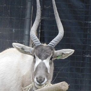 Addax