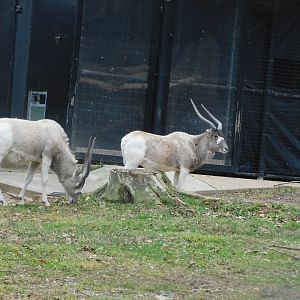 Addax