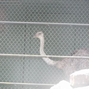Ostrich