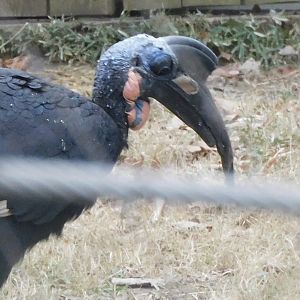 Northern ground hornbill