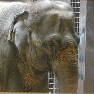 Asian elephant