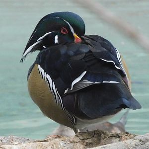 Wood duck