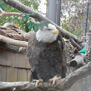 Bald eagle