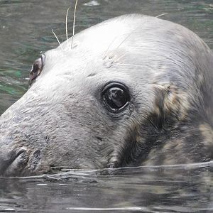 Gray seal