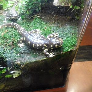 Barred tiger salamander