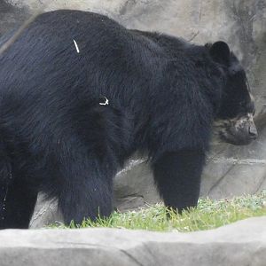 Andean bear