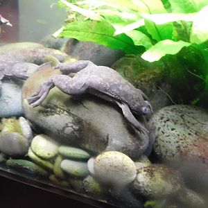 African clawed frog