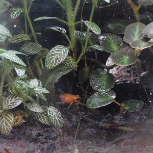 strawberry poison dart frog