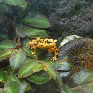 panamanian golden frog