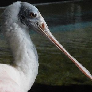 roseate spoonbill