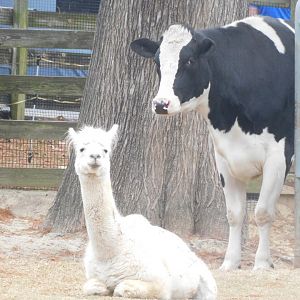 Alpaca and cow