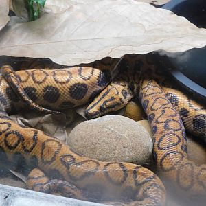 Can anyone id this snake