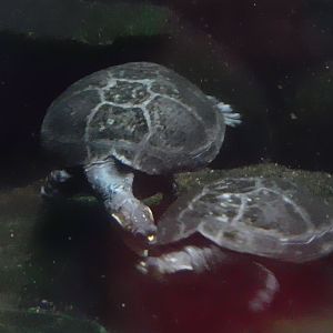 Can anyone id this turtle