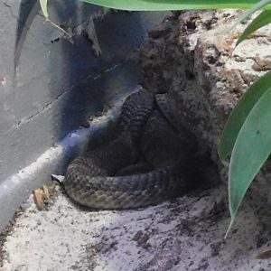 Can anyone id this snake