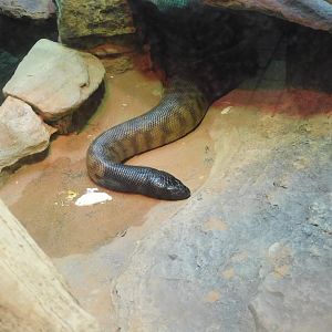 Can anyone id this snake