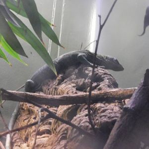 Can anyone id this Lizard