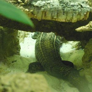 Can anyone id this lizard