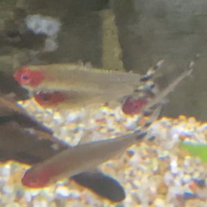 Can anyone id this Fish