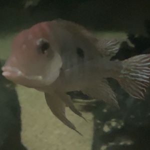 Can anyone id this Fish