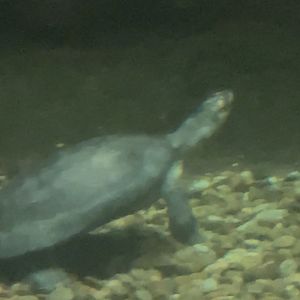 Can anyone id this Turtle