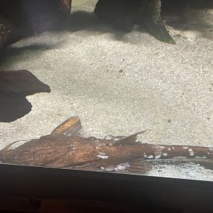 Can anyone id this fish