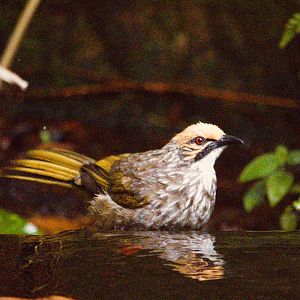 Wild Straw-headed Bulbul (Pycnonotus zeylanicus)