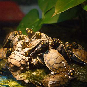 Mountain of Baby Turtles