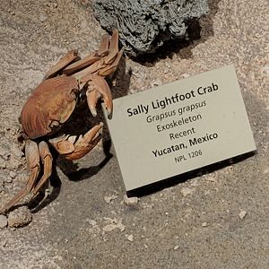 Sally Lightfoot Crab (Graspus graspus)