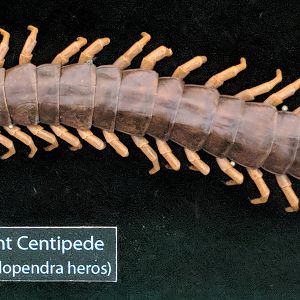 Giant centipede (Scolopendra heros)