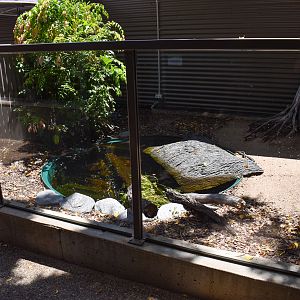 White-throated Snapping Turtle Enclosure