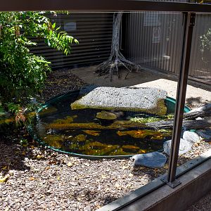 White-throated Snapping Turtle Enclosure