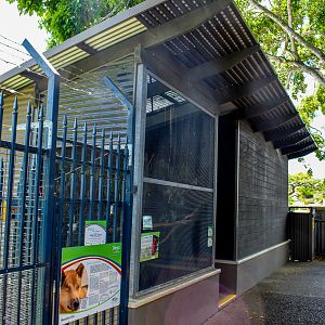 King Parrot Enclosure