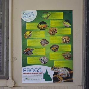 Frog Poster