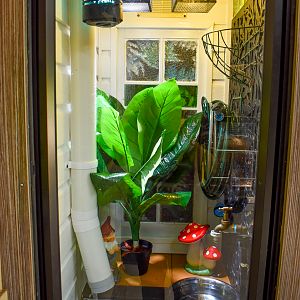 Green Tree Frog Enclosure