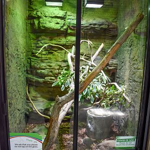 Brown Tree Snake Enclosure