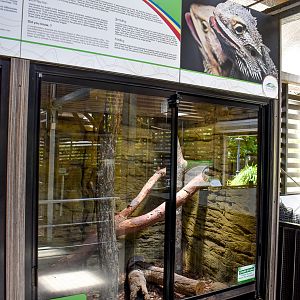 Eastern Bearded Dragon Enclosure