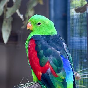 Crimson-winged Parrot (Aprosmictus erythropterus)