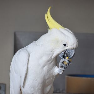 Sulphur-crested Cockatoo (Cacatua galerita)