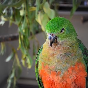 Australian King Parrot (Alisterus scapularis)