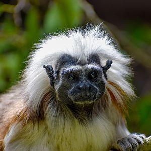 Cotton-top Tamarin (Saguinus oedipus)